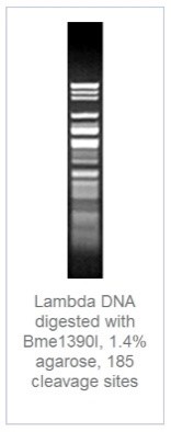 1,4% агарозный гель-электрофорез с результатами гидролиза ДНК фага лямбды эндонуклеазой рестрикции Bme1390I (185 сайтов рестрикции).