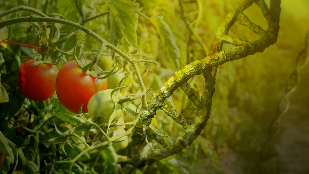 Генетический анализ сельскохозяйственной продукции