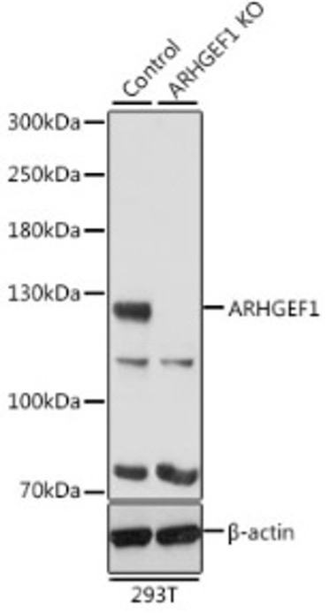Антитела [KO Validated] ARHGEF1 кроличьи, поликлональные