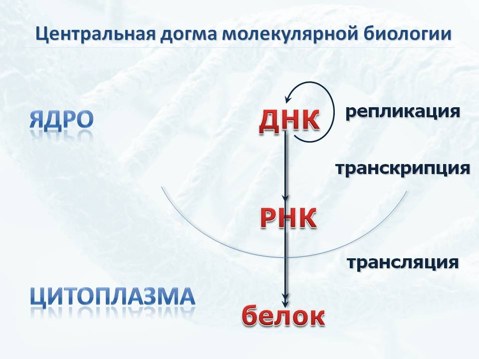 Центральная догма молекулярной биологии