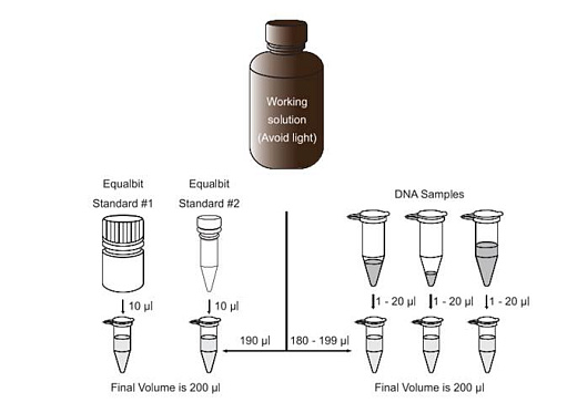 Рабочий процесс с набором Equalbit 1x dsDNA HS (High Sensitivity) Assay Kit, Vazyme, Китай