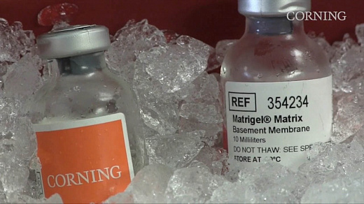 Матрикс экстрацеллюлярный Matrigel (GFR), без фенолового красного