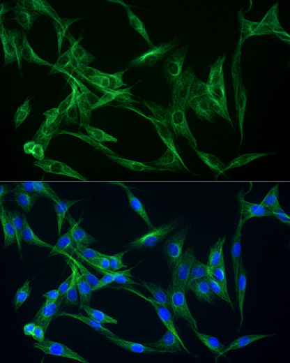 Антитела Anti-Rabbit IgG (H+L) козьи, поликлональные, коньюгированые с ABflo 488, иммунофлуоресцентный анализ NIH/3T3 клеток