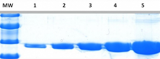 Краситель для белкового фореза InstantBlue Coomassie Protein Stain Фото 1