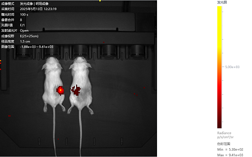 Примеры визуализаций животных in vivo