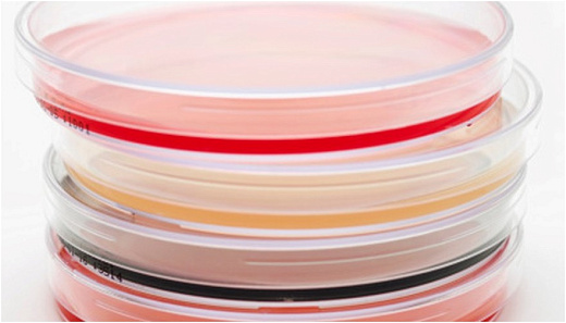 Чашки Петри 90 мм с декстрозным Сабуро агаром (SDA), полисорбат 80, b-лактомаза, TM Media