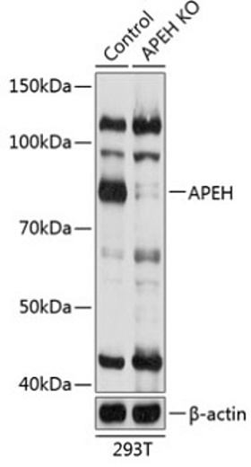 Антитела [KO Validated] APEH кроличьи, поликлональные
