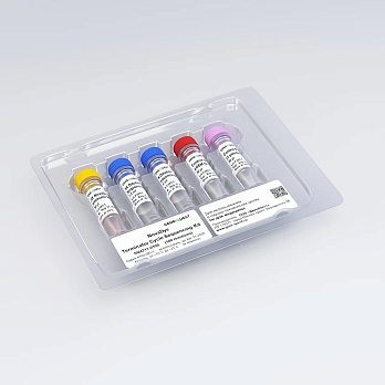 Набор для циклического секвенирования по Сэнгеру NovaDye Terminator Cycle Sequencing Kit v3.1, Россия