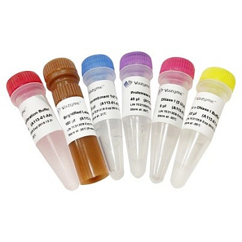 Набор для определения апоптоза TUNEL BrightRed TUNEL BrightRed Apoptosis Detection Kit A113, Vazyme, Китай
