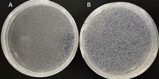 Пример клонирования и трансформации ДНК-фрагментов с разными концами. А: ТА-концы В: Липкие концы