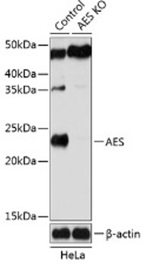 Антитела [KO Validated] AES кроличьи, поликлональные