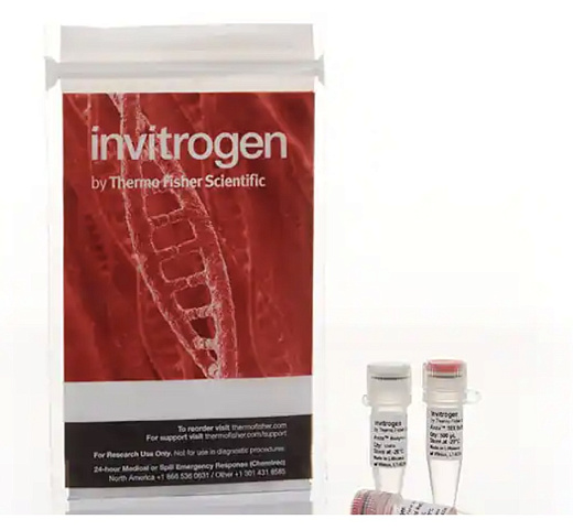 Эндонуклеаза рестрикции Anza 12 XbaI, Thermo FS