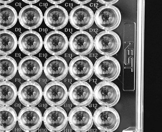 U-образное дно планшетов культуральных 96-лун., Nest, Китай