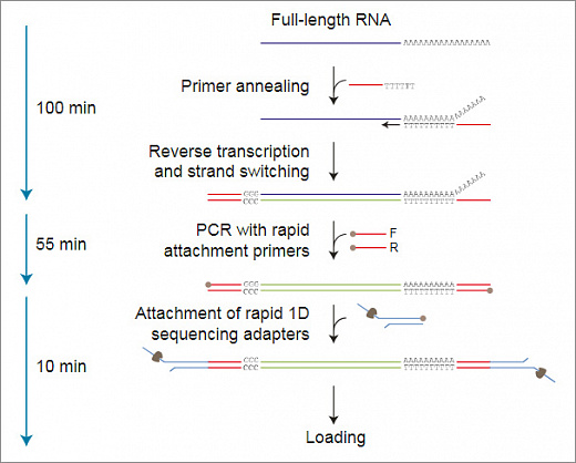Набор для секвенирования кДНК со стадией ПЦР, PCR-cDNA Sequencing Kit
