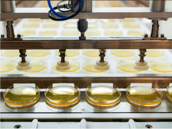 Контактные чашки Петри 55 мм с агаром Сабуро с лецитином, гистидином и тиосульфатом натрия, тройная упаковка, Tween 80, Россия