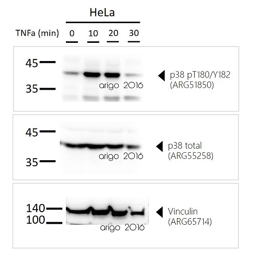 Вестерн-блоттинг: 30 мкг HeLa, обработанных TNFα, на 0, 10, 20 и 30 мин. Блоты, с использованием антител: anti-p38 MAPK phospho (Thr180 / Tyr182)  ARG51850, anti-p38 MAPK antibody  ARG55258, anti-Vinculin antibody ARG65714.