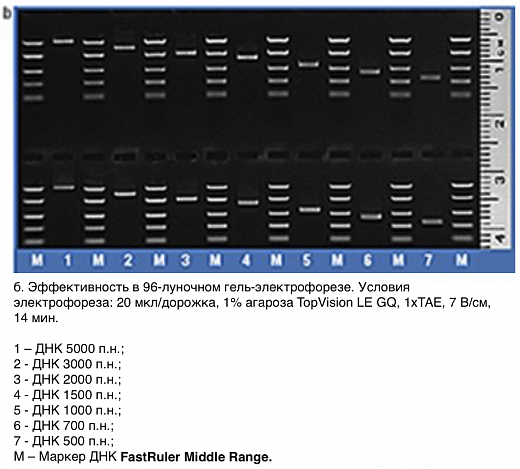 Маркер длин ДНК FastRuler Middle Range, 5 фрагментов от 50 до 1500 п.н., готовый к применению Фото 3