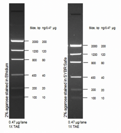 Маркер длин ДНК Low DNA Mass от 100 п.н. до 2000 п.н., 0,1175 мкг/мкл Фото 1