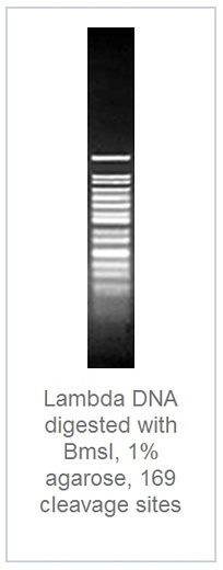 1.0 % агарозный гель-электрофорез с результатами гидролиза ДНК фага лямбды эндонуклеазой рестрикции BmsI (169 сайтов рестрикции)