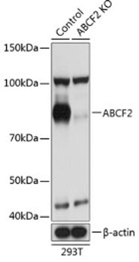 Антитела [KO Validated] ABCF2 кроличьи, поликлональные, ABclonal