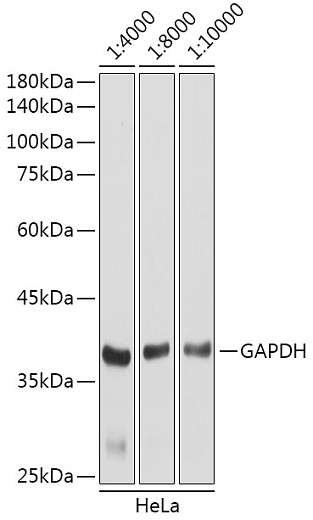 Антитела Anti-Rabbit IgG (H+L) козьи, конъюгированные с HRP, вестерн-блоттинг лизатов HeLa клеток