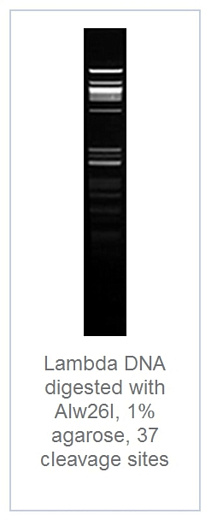 1.0 % агарозный гель-электрофорез с результатами гидролиза ДНК фага лямбды эндонуклеазой рестрикции Alw26I (37 сайтов рестрикции)