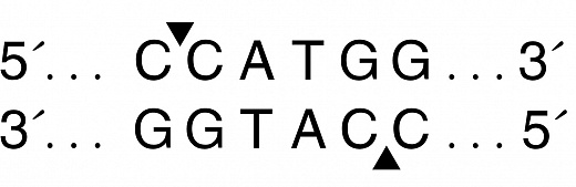  Эндонуклеаза рестрикции NcoI, 10 000 ед/мл, New England Biolabs
